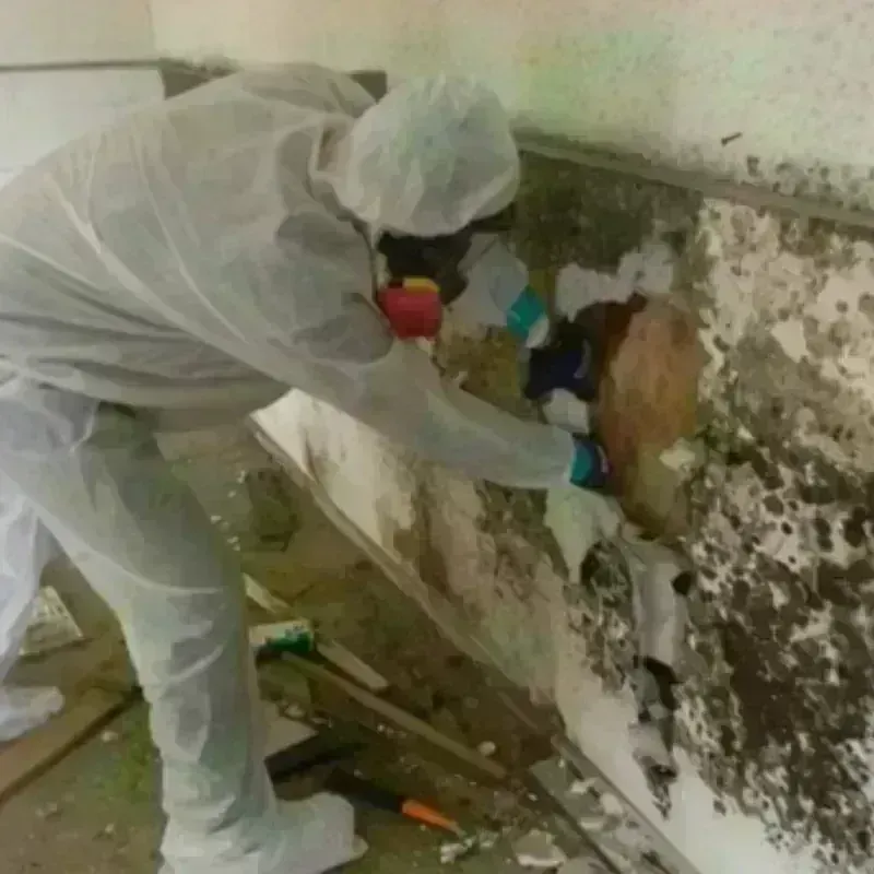 Mold Remediation and Removal in Mount Olive, AL